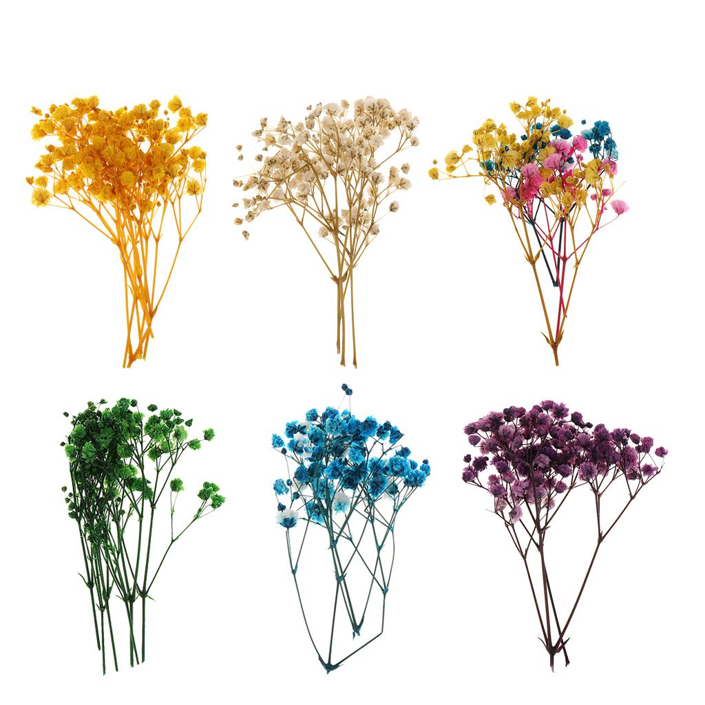 Dried Flower Pressed - Pressed Dried Natural Flowers and Leaves