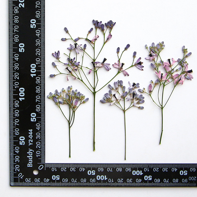 Dried Flower Pressed - 120pcs Pressed Dried Melia azedarach L