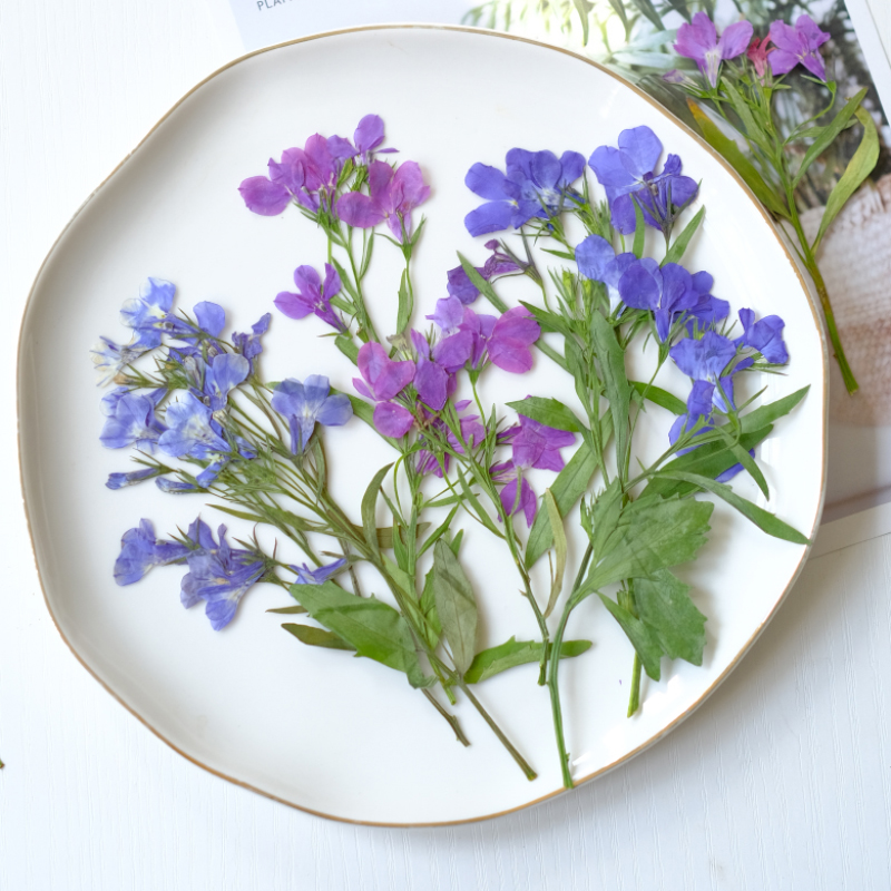Dried Flower Pressed - 6pcs/8-13cm,nature Lobelia Erinus Dried Pressed Flowers
