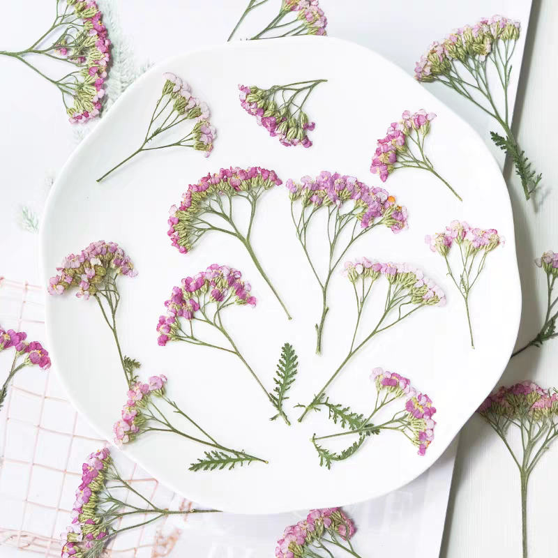 Dried Flower Pressed - 60pcs Pressed Dried Yarrow Achilleawilsonia Flower