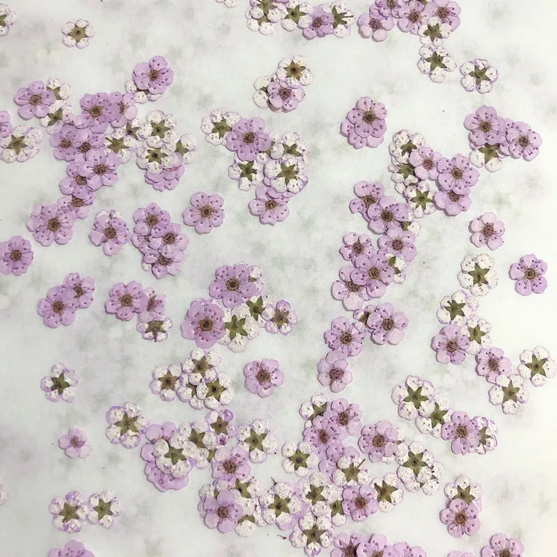 Pressed Mini Narcissus Dried F - Dried Flower Pressed 리뷰 및 가격