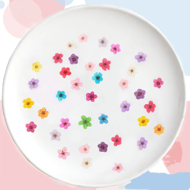 Pressed Mini Narcissus Dried F - Dried Flower Pressed 리뷰 및 가격