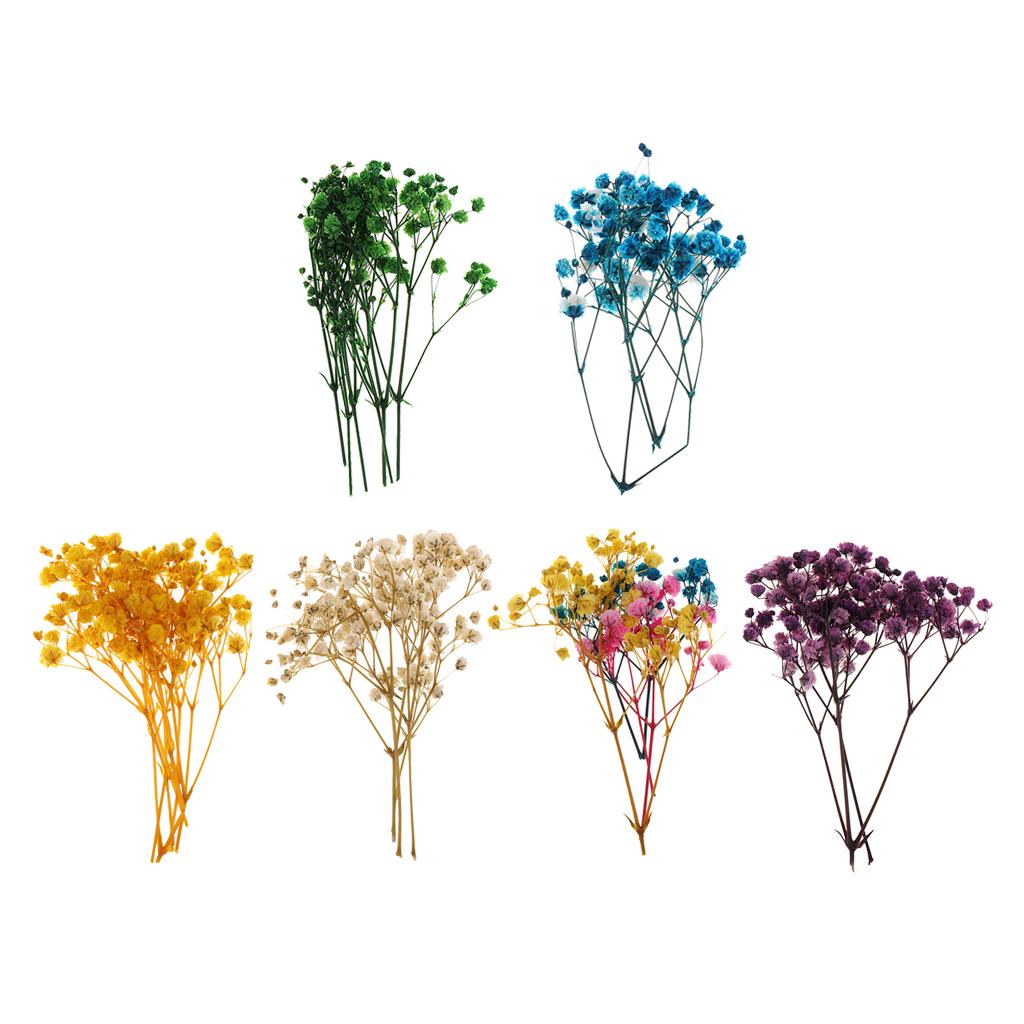 Pressed Dried Natural Flowers  - Dried Flower Pressed 리뷰 및 가격
