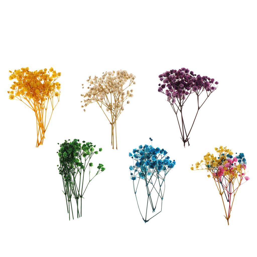 Pressed Dried Natural Flowers  - Dried Flower Pressed 리뷰 및 가격