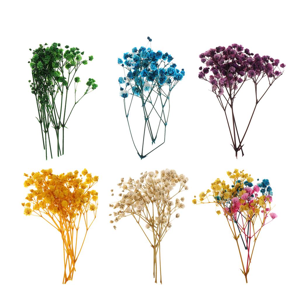 Pressed Dried Natural Flowers  - Dried Flower Pressed 리뷰 및 가격