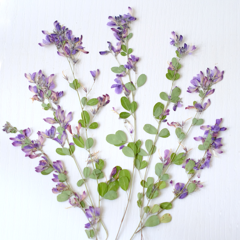 6pcs,nature Lespedeza Formosa  - Dried Flower Pressed 리뷰 및 가격