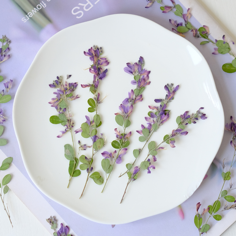 6pcs,nature Lespedeza Formosa  - Dried Flower Pressed 리뷰 및 가격