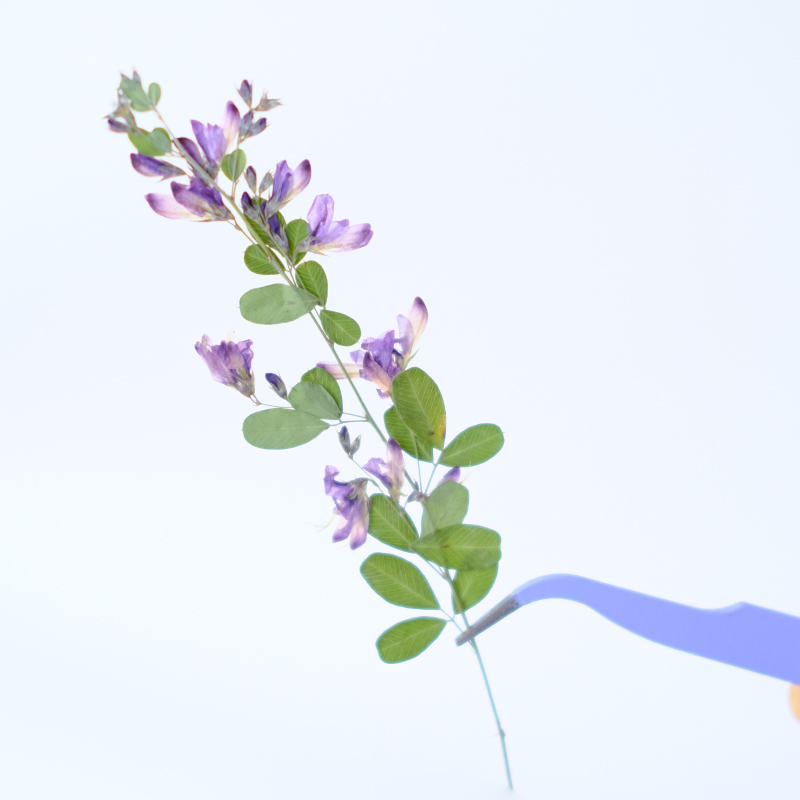 6pcs,nature Lespedeza Formosa  - Dried Flower Pressed 리뷰 및 가격