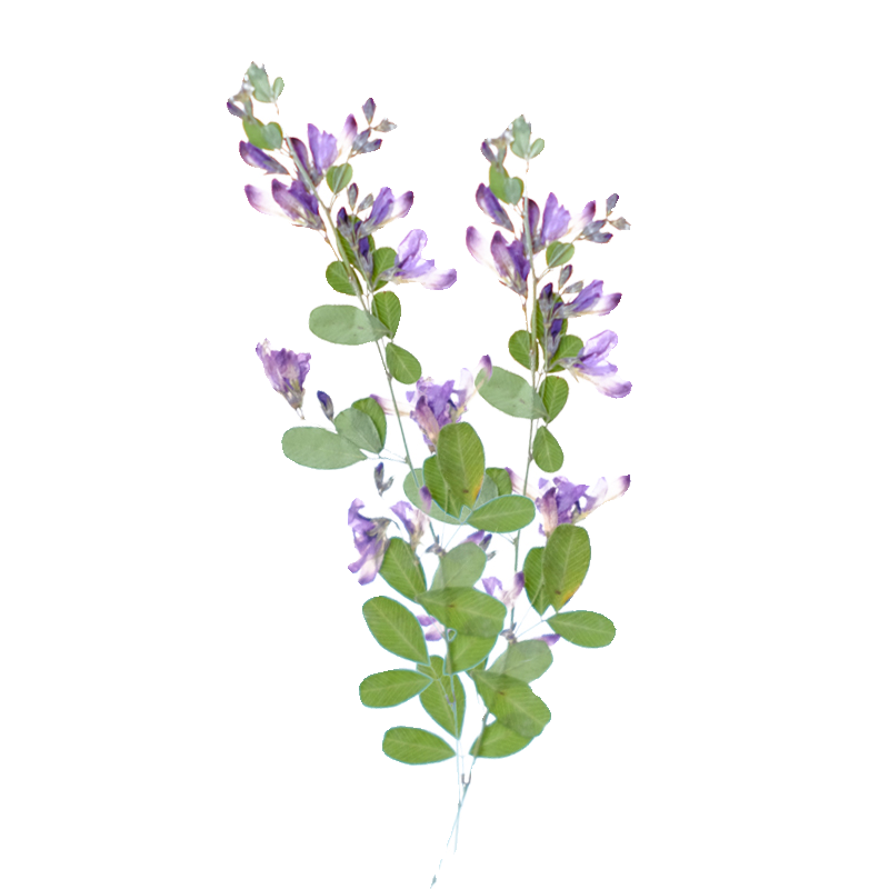 6pcs,nature Lespedeza Formosa  - Dried Flower Pressed 리뷰 및 가격