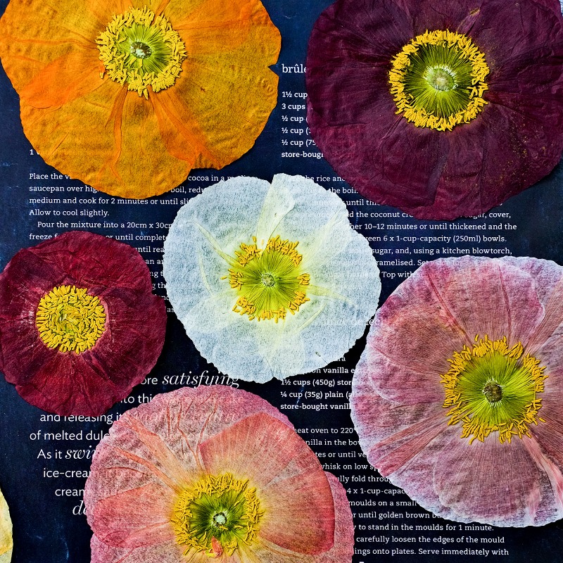 1pcs,Nature Field Poppy Presse - Resin Art Frame 리뷰 및 가격