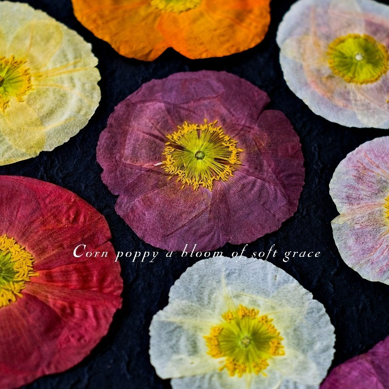 1pcs,Nature Field Poppy Presse - Resin Art Frame 리뷰 및 가격
