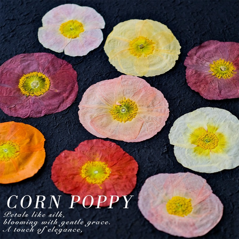 1pcs,Nature Field Poppy Presse - Resin Art Frame 리뷰 및 가격