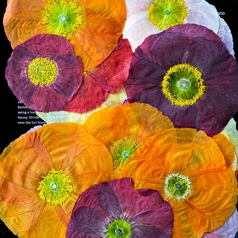 1pcs,Nature Field Poppy Presse - Resin Art Frame 리뷰 및 가격