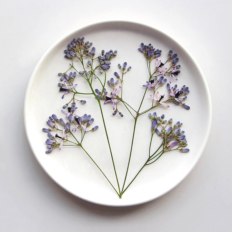 120pcs Pressed Dried Melia aze - Dried Flower Pressed 리뷰 및 가격