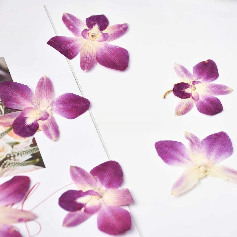 4pcs,Real Pressed Butterfly Or - Resin Art Frame 리뷰 및 가격
