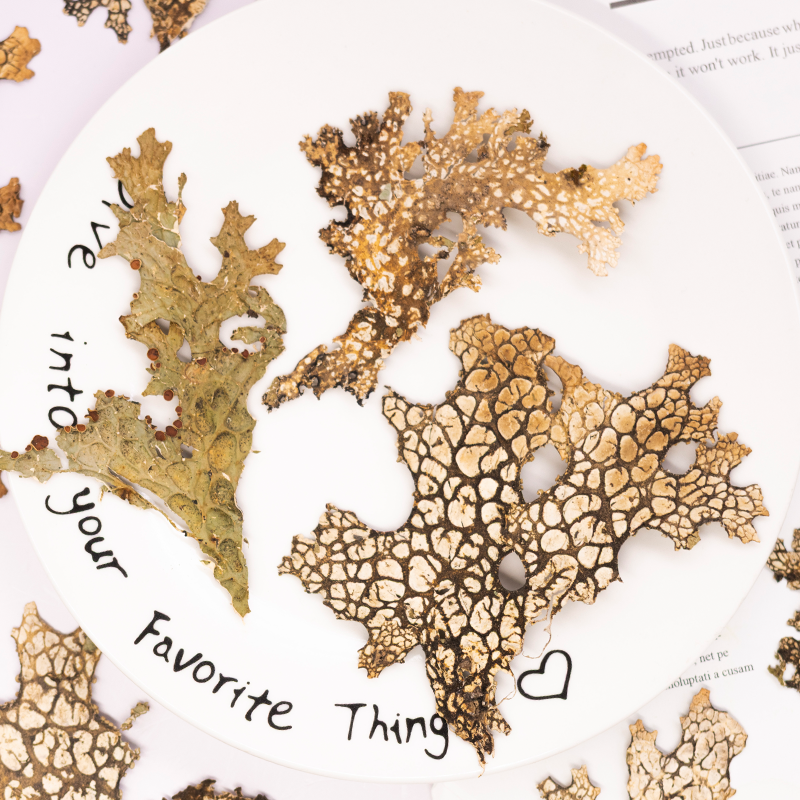 4pcs,Rare Bark Natural Pressed - Dried Flower Pressed 리뷰 및 가격