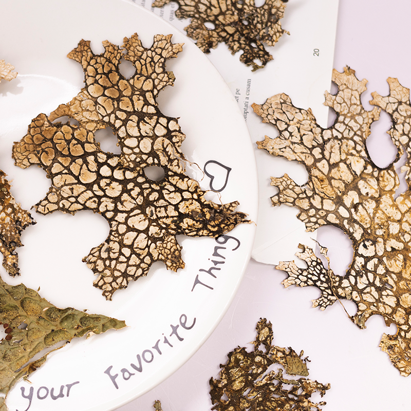 4pcs,Rare Bark Natural Pressed - Dried Flower Pressed 리뷰 및 가격