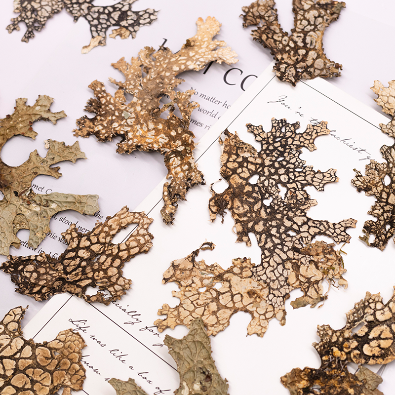 4pcs,Rare Bark Natural Pressed - Dried Flower Pressed 리뷰 및 가격
