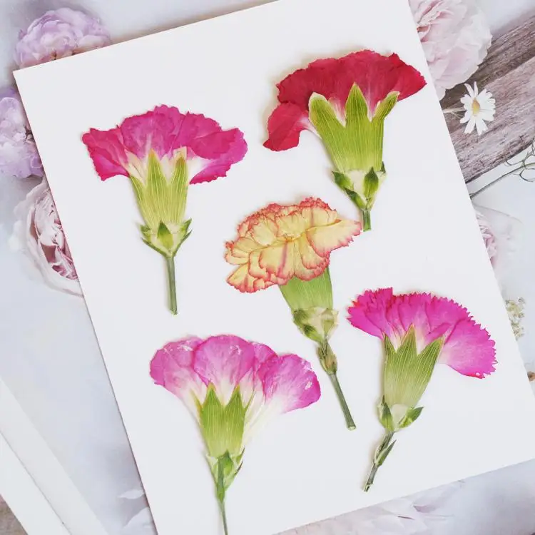 6pcs/4-7cm,Carnation dried flo - Dried Flower Pressed 리뷰 및 가격