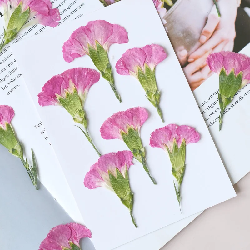 6pcs/4-7cm,Carnation dried flo - Dried Flower Pressed 리뷰 및 가격