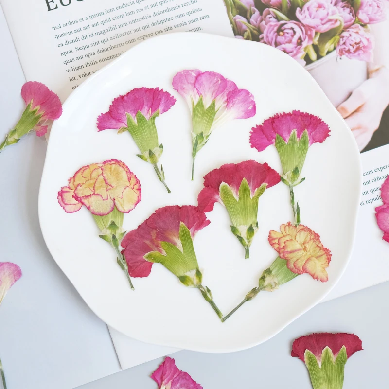 6pcs/4-7cm,Carnation dried flo - Dried Flower Pressed 리뷰 및 가격