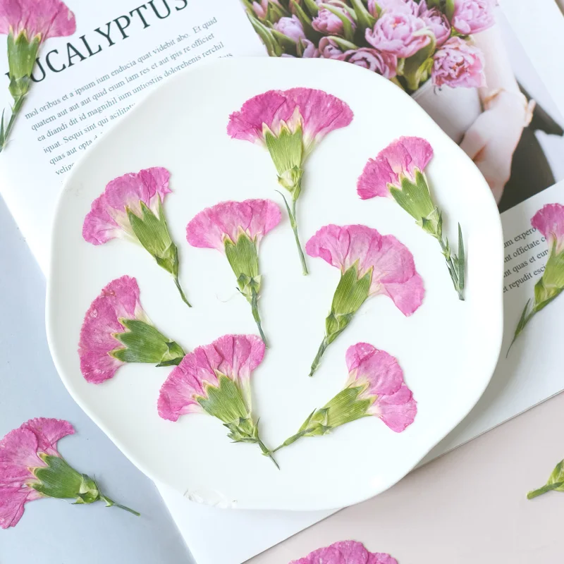 6pcs/4-7cm,Carnation dried flo - Dried Flower Pressed 리뷰 및 가격