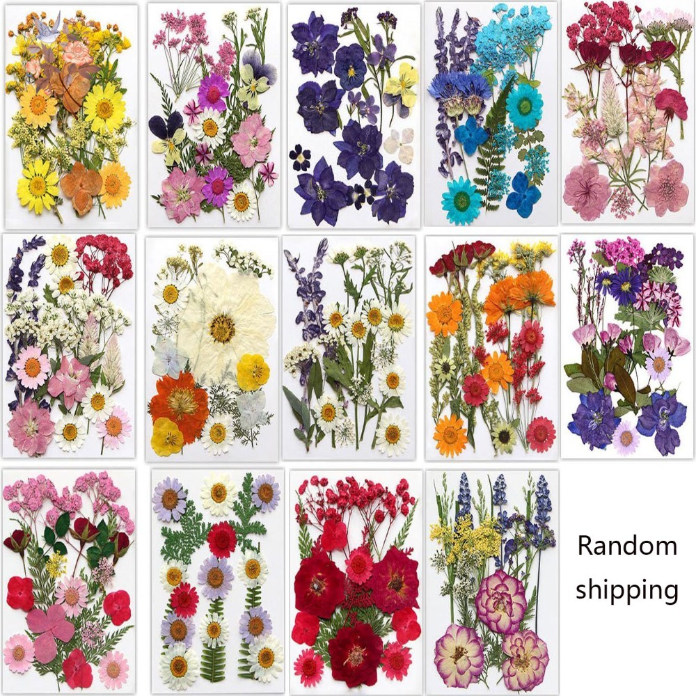 Handmade Pressed Dried Flowers - Dried Flower Pressed 리뷰 및 가격