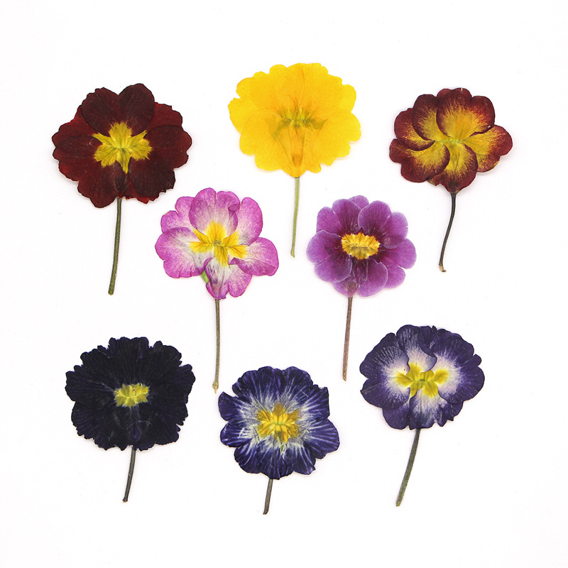 48Pcs European Primrose Teachi - Dried Flower Pressed 리뷰 및 가격