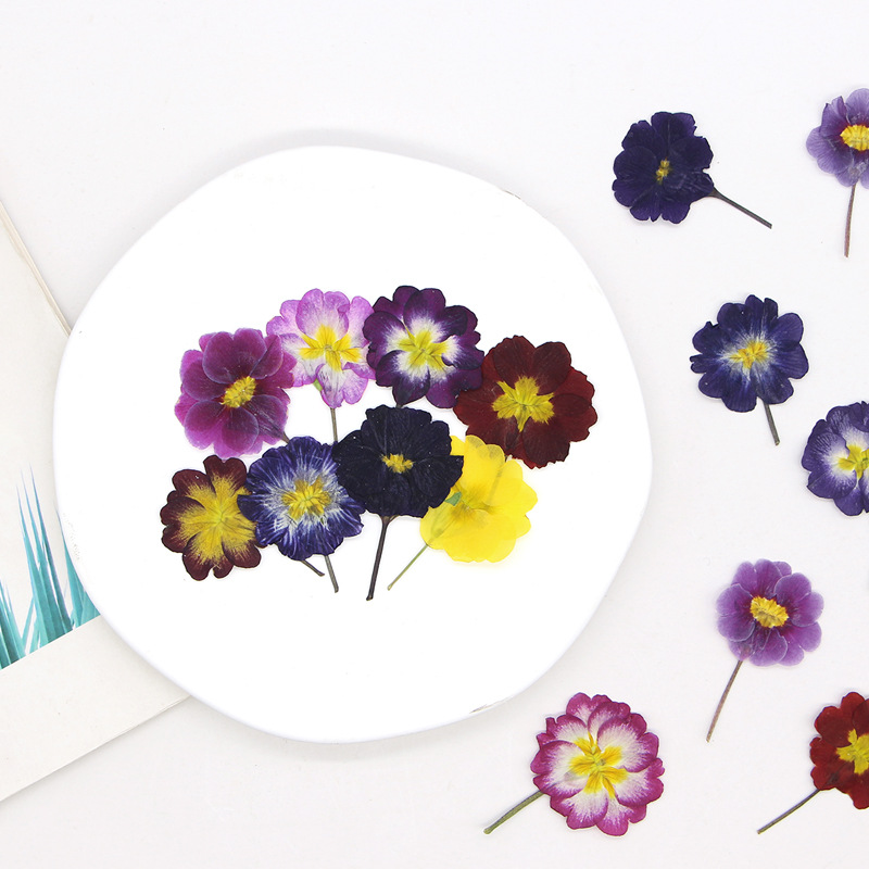 48Pcs European Primrose Teachi - Dried Flower Pressed 리뷰 및 가격