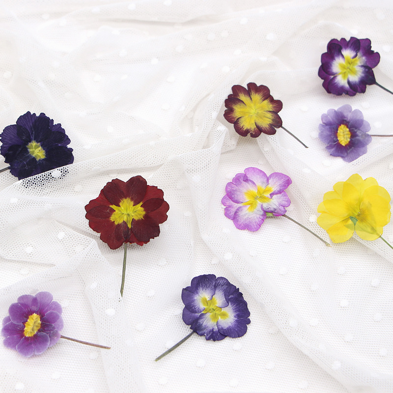 48Pcs European Primrose Teachi - Dried Flower Pressed 리뷰 및 가격