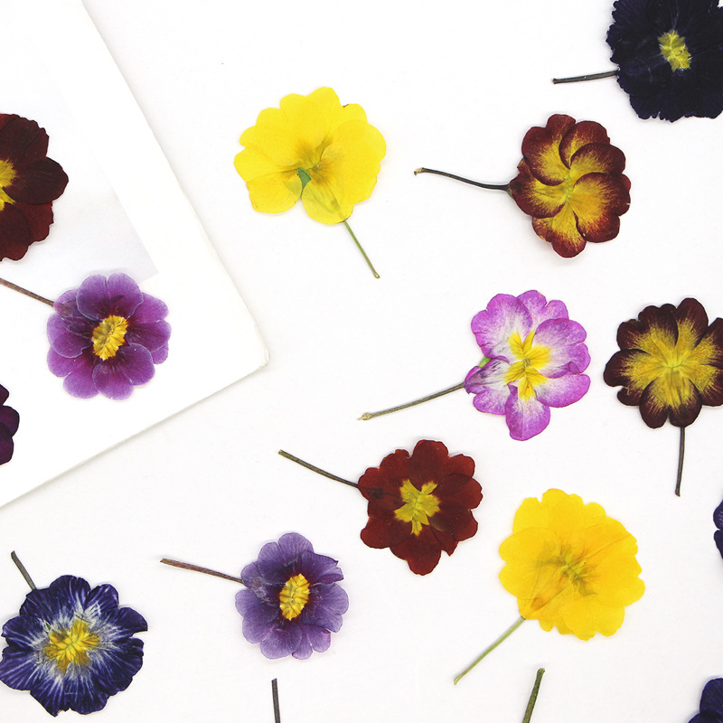 48Pcs European Primrose Teachi - Dried Flower Pressed 리뷰 및 가격