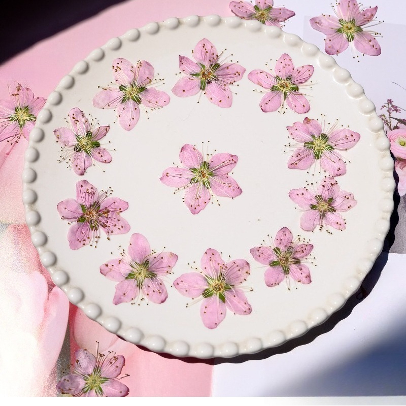 3-4cm./6pcs,Pink Peach Blossom - Dried Flower Pressed 리뷰 및 가격