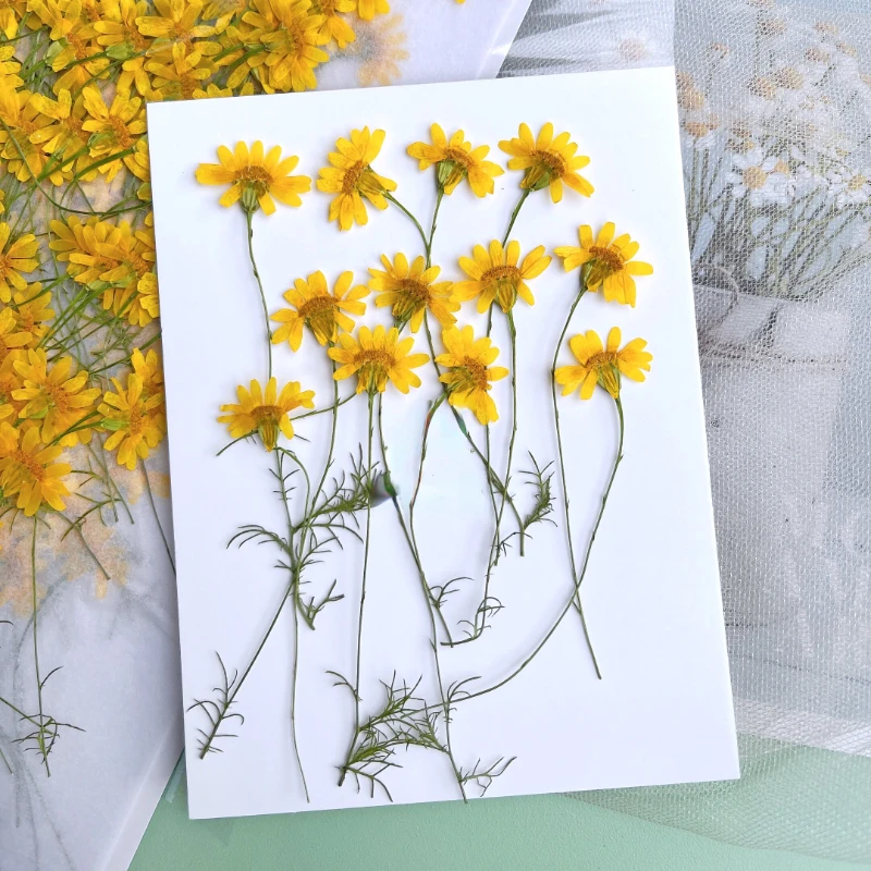 6-10cm/24pcs,Nature Pressed Ch - Dried Flower Pressed 리뷰 및 가격