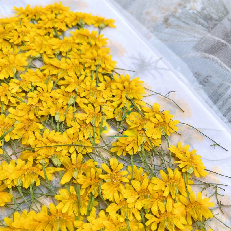 6-10cm/24pcs,Nature Pressed Ch - Dried Flower Pressed 리뷰 및 가격