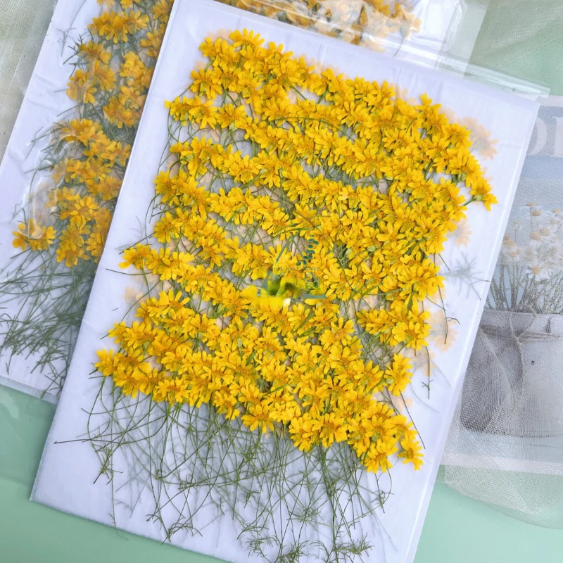 6-10cm/24pcs,Nature Pressed Ch - Dried Flower Pressed 리뷰 및 가격