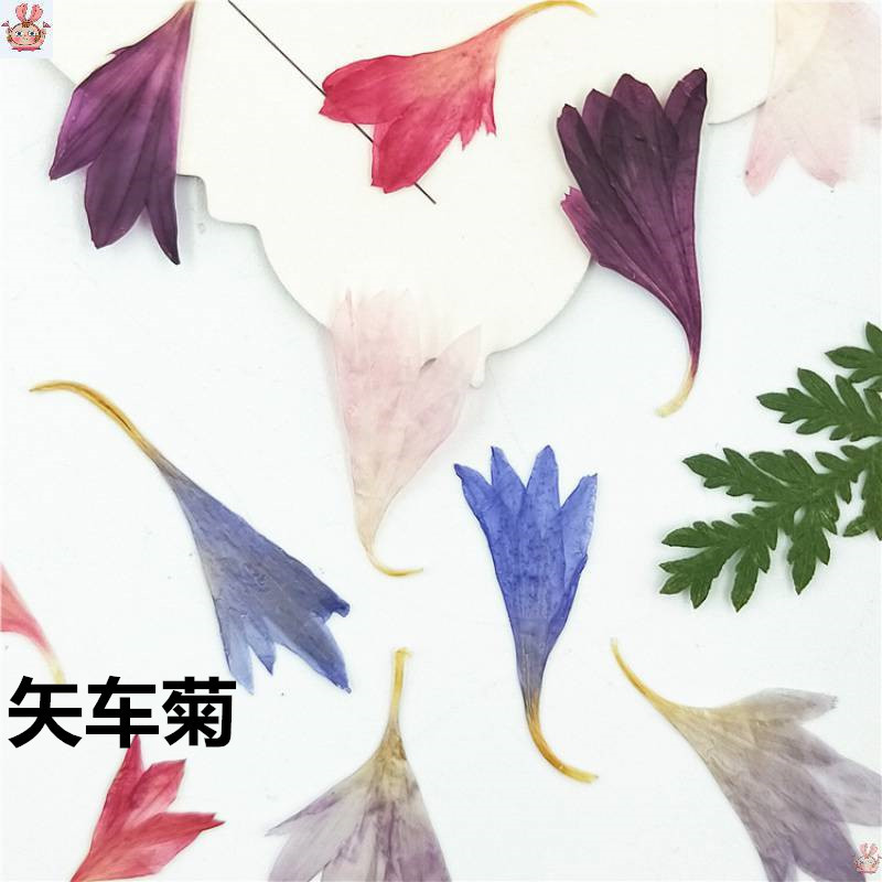 20 Plant Specimens, Cornflower - Dried Flower Pressed 리뷰 및 가격