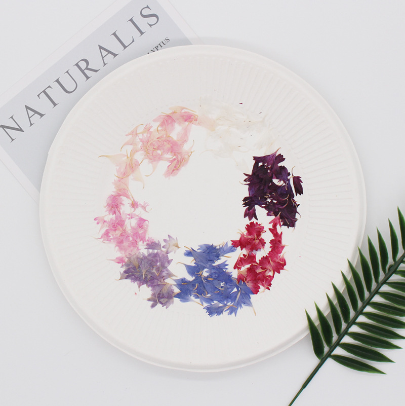 20 Plant Specimens, Cornflower - Dried Flower Pressed 리뷰 및 가격