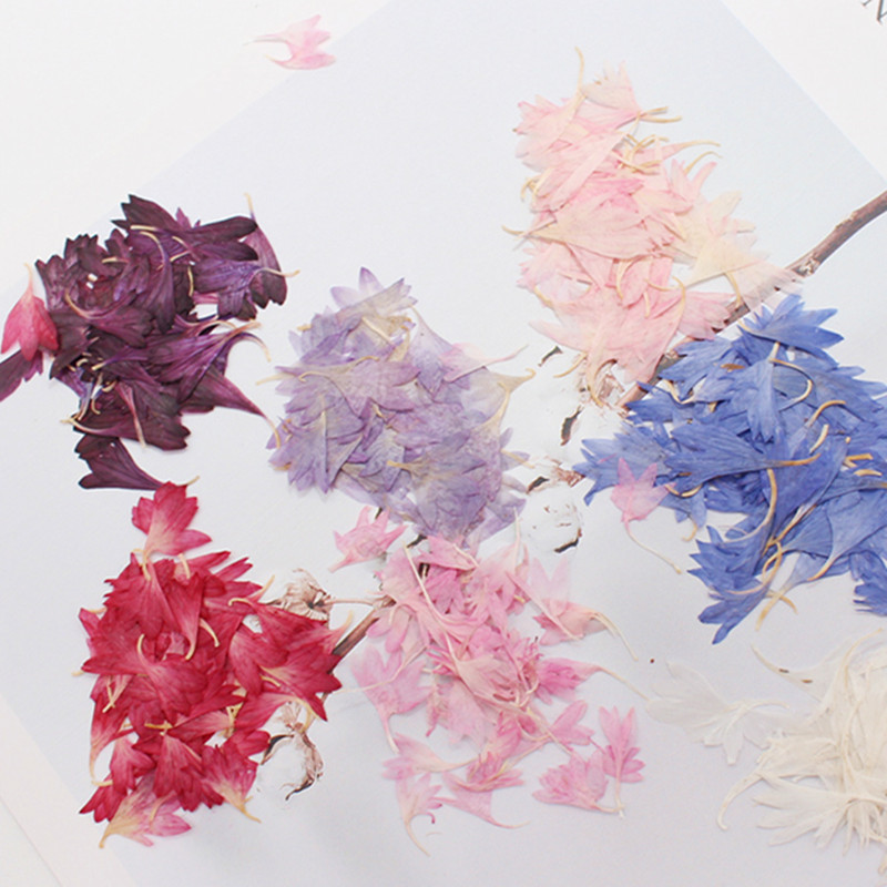 20 Plant Specimens, Cornflower - Dried Flower Pressed 리뷰 및 가격