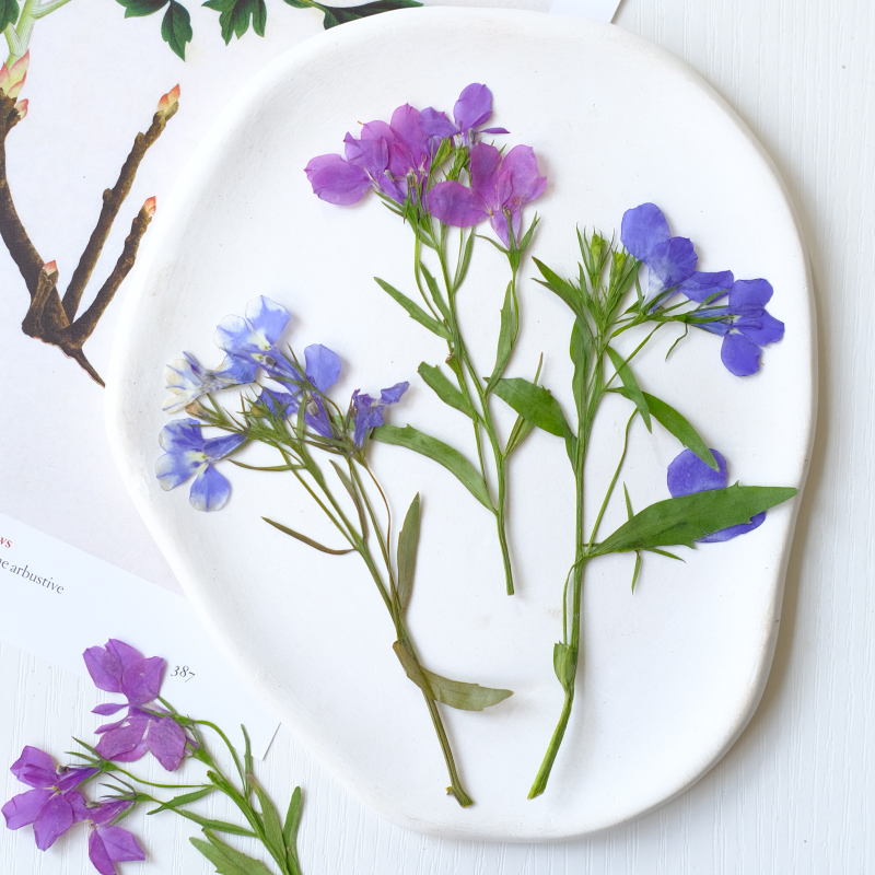 6pcs/8-13cm,nature Lobelia Eri - Dried Flower Pressed 리뷰 및 가격