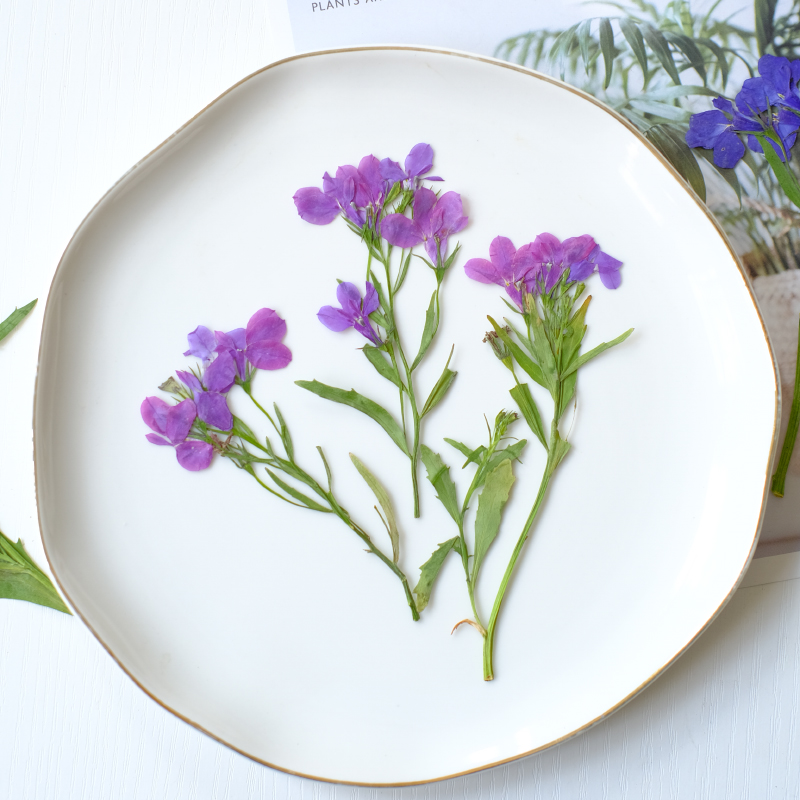 6pcs/8-13cm,nature Lobelia Eri - Dried Flower Pressed 리뷰 및 가격