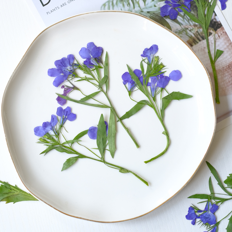 6pcs/8-13cm,nature Lobelia Eri - Dried Flower Pressed 리뷰 및 가격