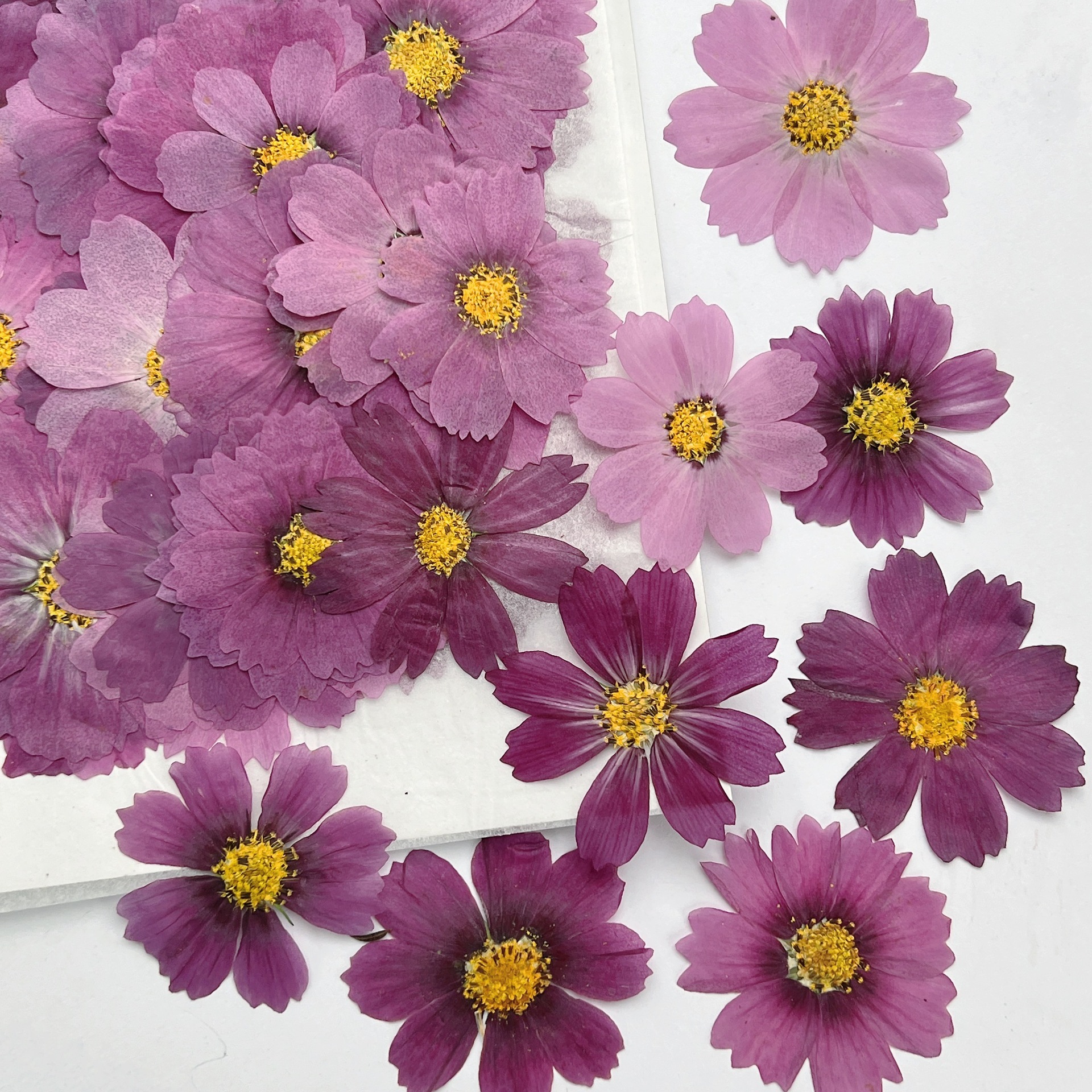 100Pcs Cosmos Dried Flower Pre - Dried Flower Pressed 리뷰 및 가격