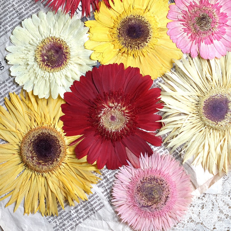 1pcs/7-9cm,Pressed Gerbera Dri - Dried Flower Pressed 리뷰 및 가격