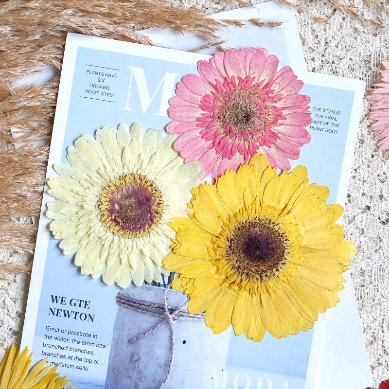 1pcs/7-9cm,Pressed Gerbera Dri - Dried Flower Pressed 리뷰 및 가격
