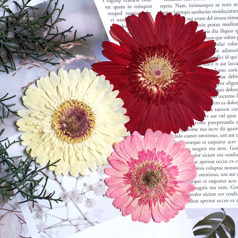 1pcs/7-9cm,Pressed Gerbera Dri - Dried Flower Pressed 리뷰 및 가격