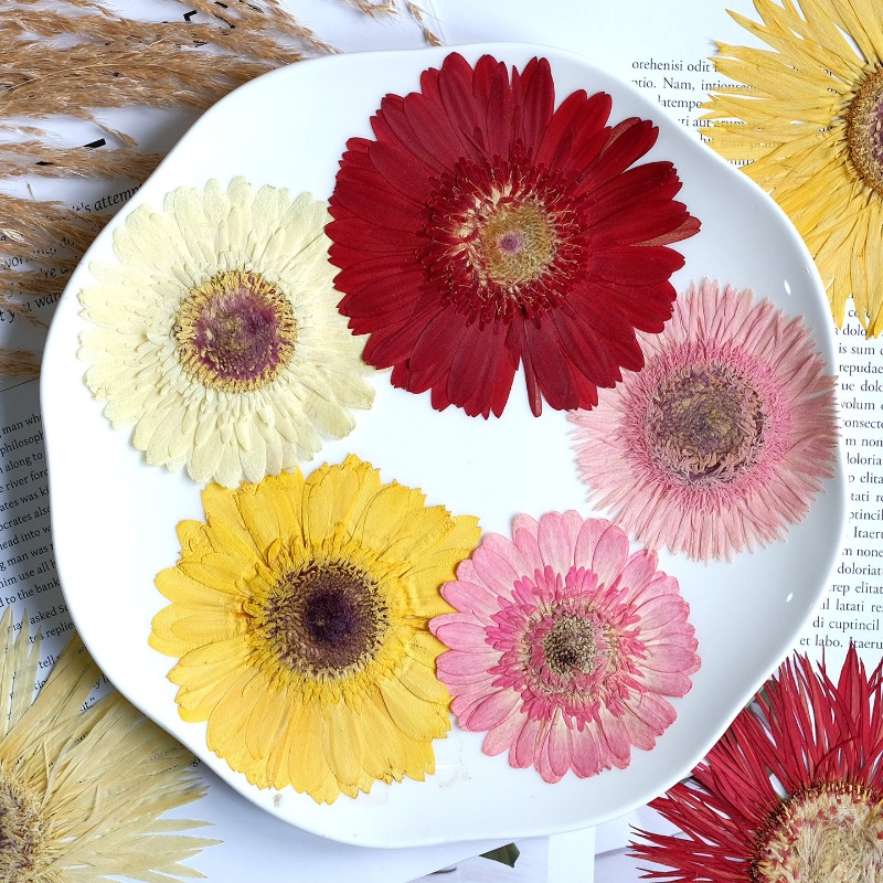 1pcs/7-9cm,Pressed Gerbera Dri - Dried Flower Pressed 리뷰 및 가격