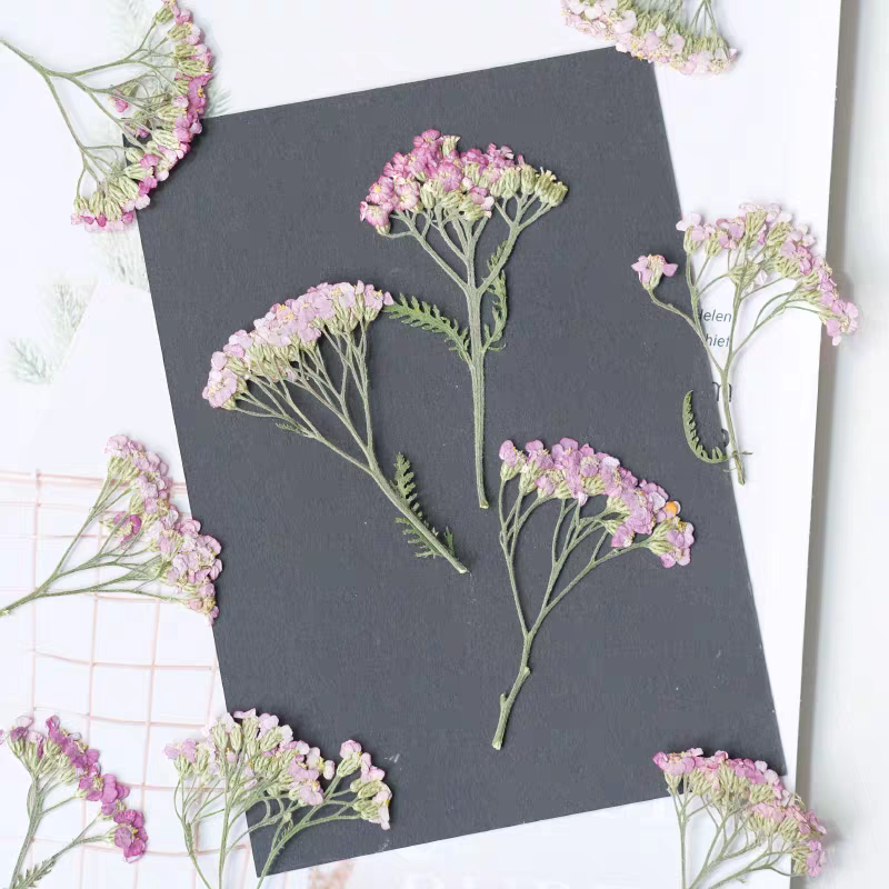60pcs Pressed Dried Yarrow Ach - Dried Flower Pressed 리뷰 및 가격