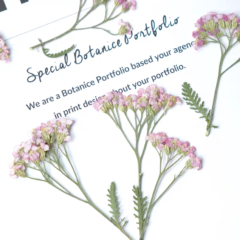 60pcs Pressed Dried Yarrow Ach - Dried Flower Pressed 리뷰 및 가격