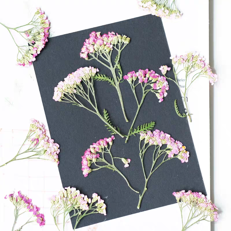 60pcs Pressed Dried Yarrow Ach - Dried Flower Pressed 리뷰 및 가격