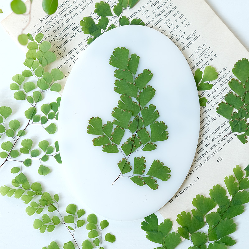 60Pcs Natural Plant Real Flowe - Dried Flower Pressed 리뷰 및 가격